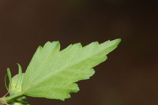 Hibiscus syriacus, leaf under