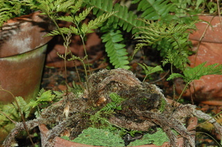 Davallia fejeensis, Rabbits foot fern, plant