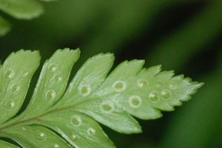 Rumohra adiantiformis, leaf tip under