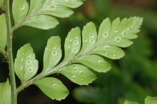 Rumohra adiantiformis, leaf under