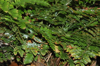 Rumohra adiantiformis, plant
