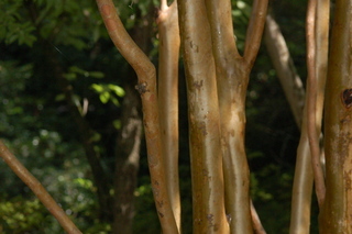 Stewartia monadelpha, Tall Stewartia, trunk