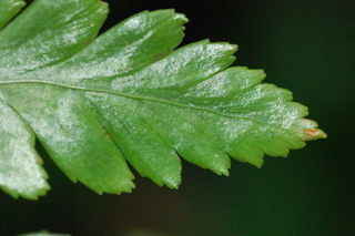 Rumohra adiantiformis, leaf tip upper