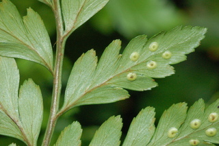 Rumohra adiantiformis, leaf under