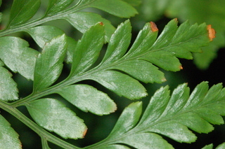 Rumohra adiantiformis, leaf upper