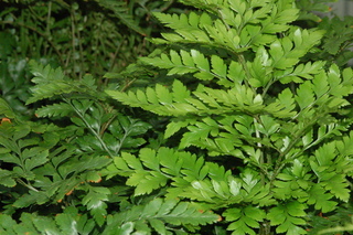 Rumohra adiantiformis, plant