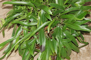 Pyrrosia adnascens, plant