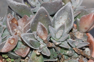 Kleinia petraea, plant
