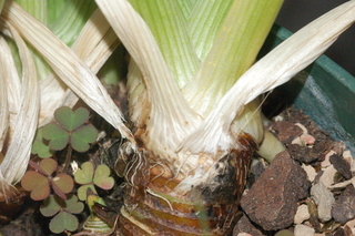 Iris fulva, base of plant