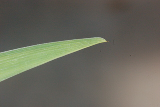 Iris fulva, leaf tip under