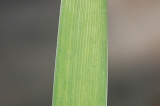 Iris fulva, leaf upper