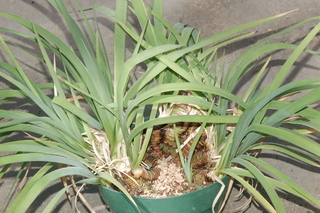 Iris fulva, plant