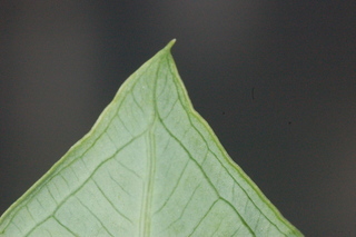 Caladium bicolor, leaf tip under