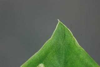 Caladium bicolor, leaf tip upper