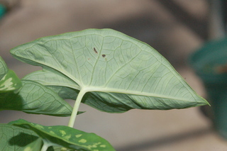 Caladium bicolor, leaf under