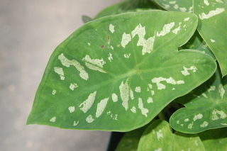 Caladium bicolor, leaf upper