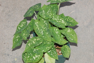 Caladium bicolor, plant
