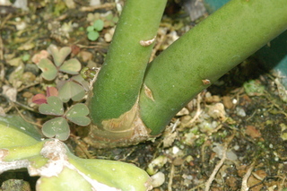 Epiphyllum oxypetalum, Dutchmans pipe, base of plant