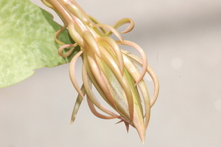Epiphyllum oxypetalum, Dutchmans pipe, flower