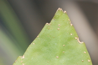 Epiphyllum oxypetalum, Dutchmans pipe, leaf tip under