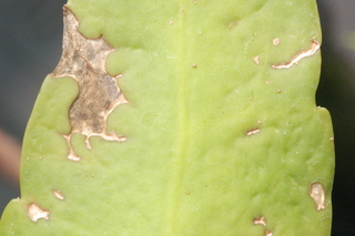 Epiphyllum oxypetalum, Dutchmans pipe, leaf under