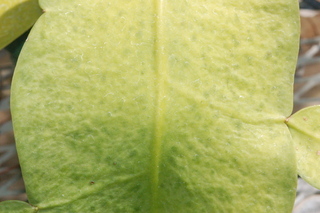Epiphyllum oxypetalum, Dutchmans pipe, leaf upper