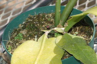 Epiphyllum oxypetalum, Dutchmans pipe, plant