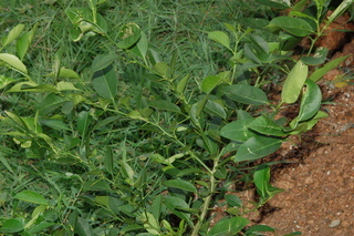 Citrus aurantifolia, plant