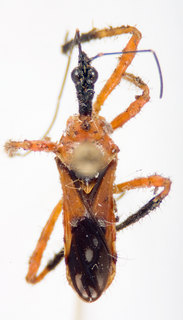 Agriocleptes albosparsus