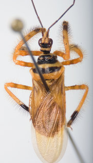 Agriocoris flavipes, female