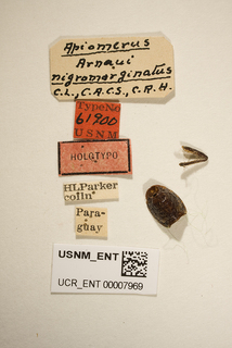 Apiomerus arnaui nigromarginatus, labels