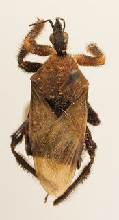 Apiomerus colombianus