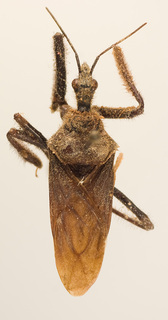 Apiomerus obscurus