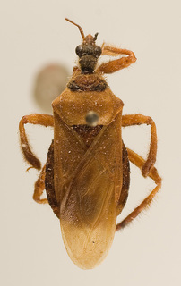 Apiomerus peruvianus