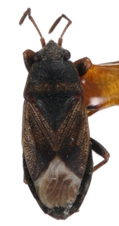 Cordillonotus stellatus