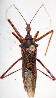 Zelus armillatus, female