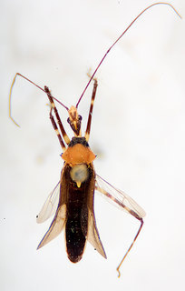 Zelus laticornis, male