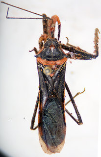 Zelus leucogrammus, female