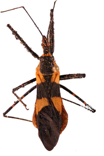 Zelus longipes, female, Guatemala