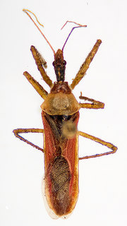 Zelus renardii, female