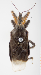Apiomerus apicalis, syntype