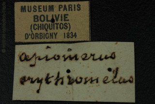 Apiomerus erythromelas, holotype label