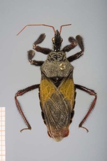 Apiomerus vexillarius