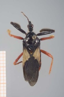 Apiomerus bicoloripes