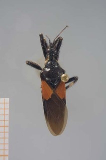 Apiomerus binotatus