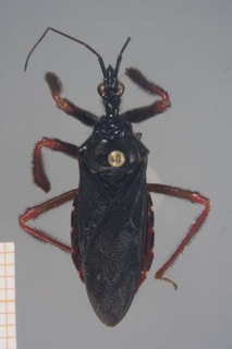 Apiomerus geniculatus