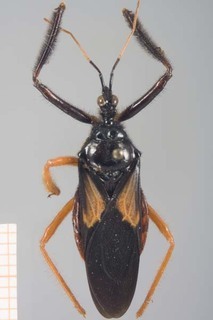 Apiomerus nitidicollis