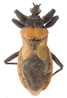 Neocerilocus inermipes