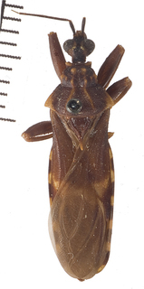Opisthacidius mexicanus