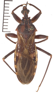 Opisthacidius pertinax